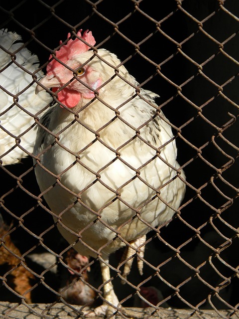 全队的进攻 全队的进攻