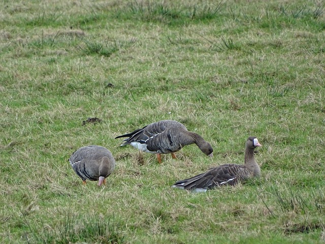 为本赛季欧 为本赛季欧